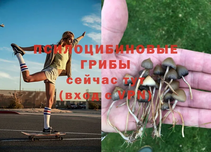 где найти наркотики  Новомичуринск  Галлюциногенные грибы MAGIC MUSHROOMS 